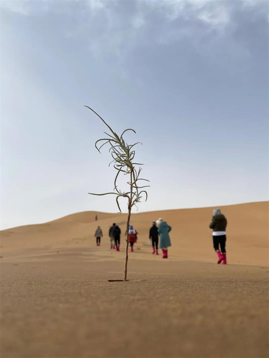 尊龙凯时 - 尊龙凯时公益｜在2000km外的沙漠种下希望
