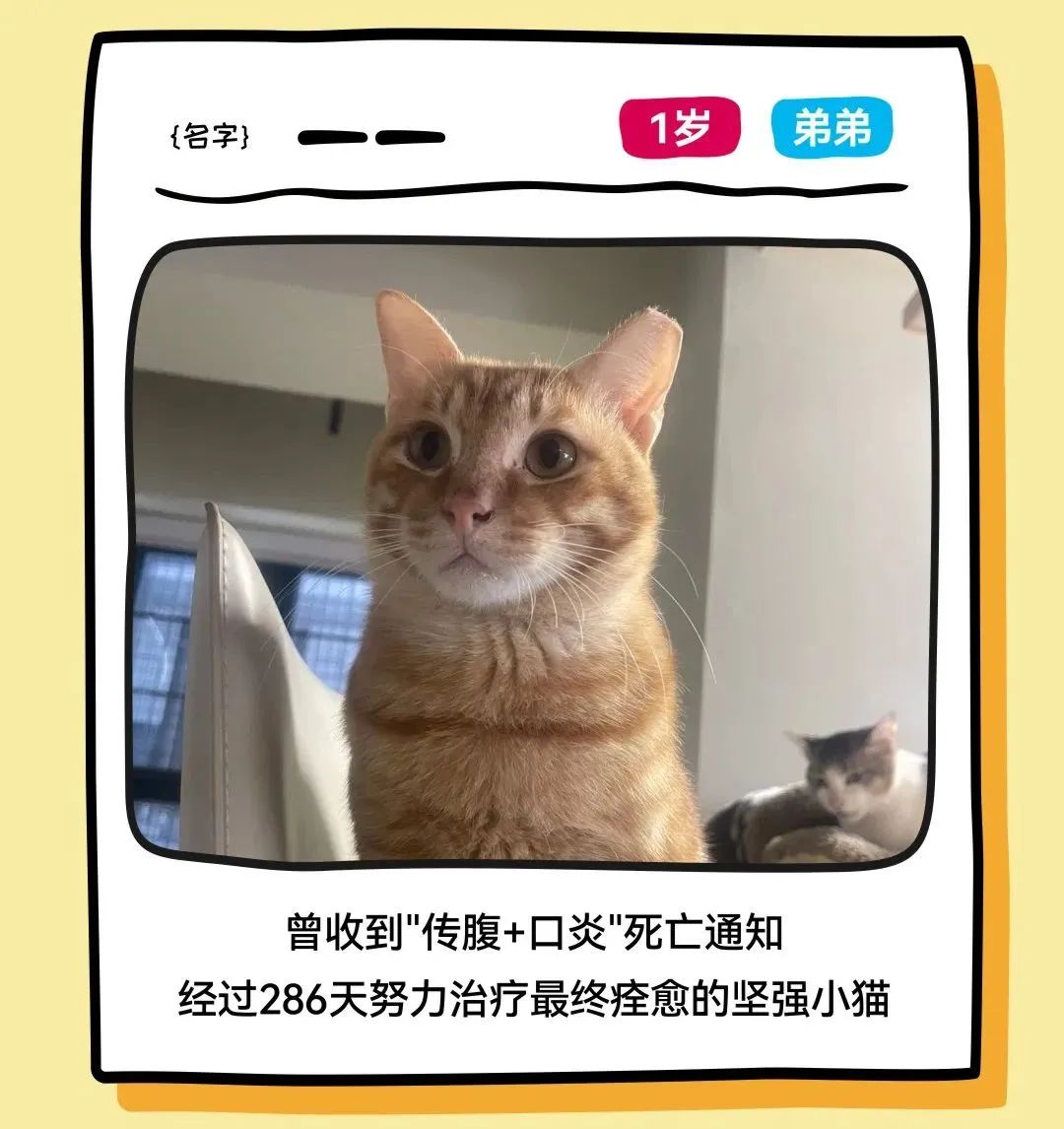 尊龙凯时 - 邓峰家的猫来啦！尊龙凯时商业开启超等V笑节5.0