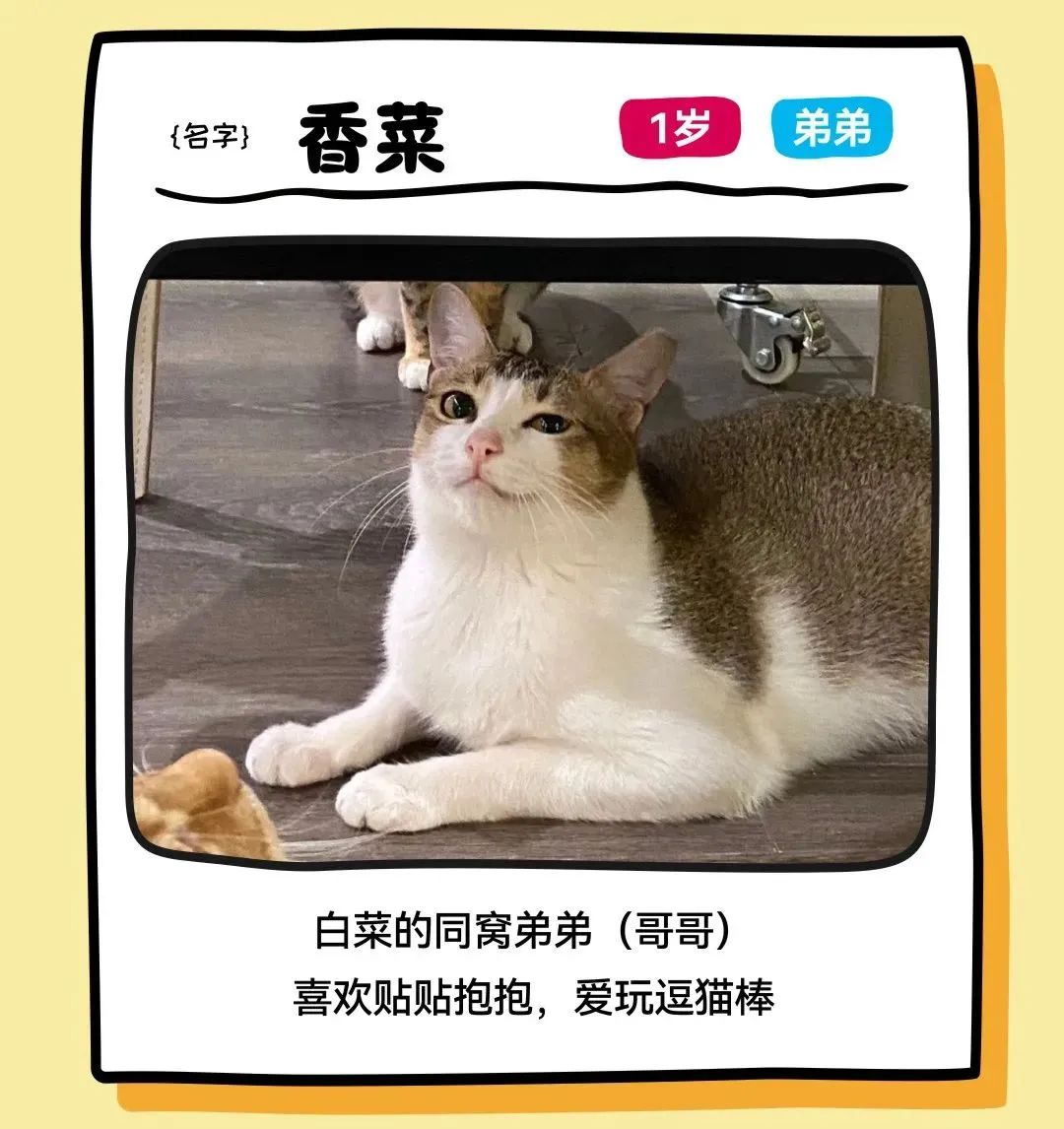 尊龙凯时 - 邓峰家的猫来啦！尊龙凯时商业开启超等V笑节5.0