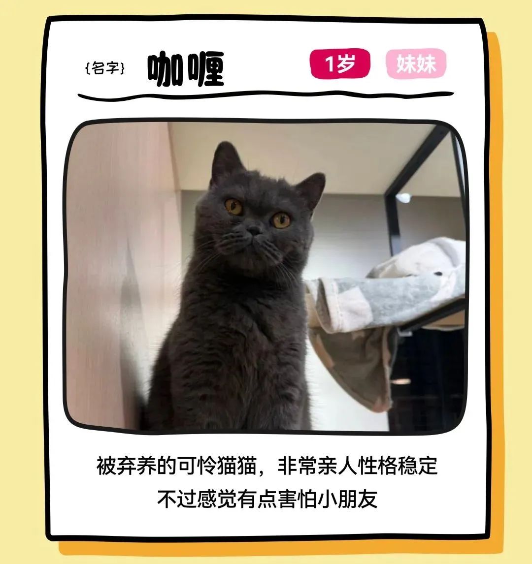 尊龙凯时 - 邓峰家的猫来啦！尊龙凯时商业开启超等V笑节5.0