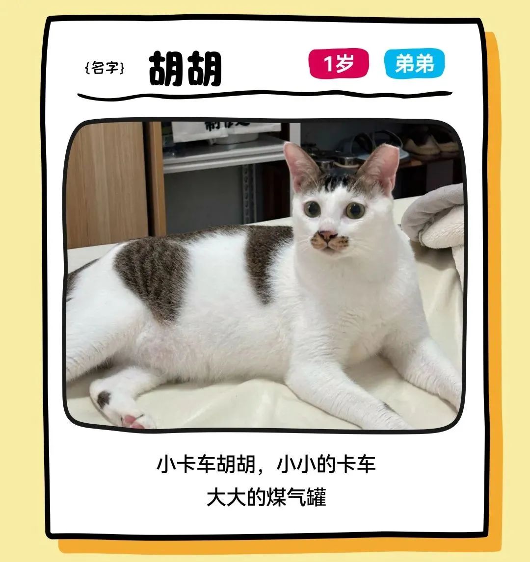 尊龙凯时 - 邓峰家的猫来啦！尊龙凯时商业开启超等V笑节5.0