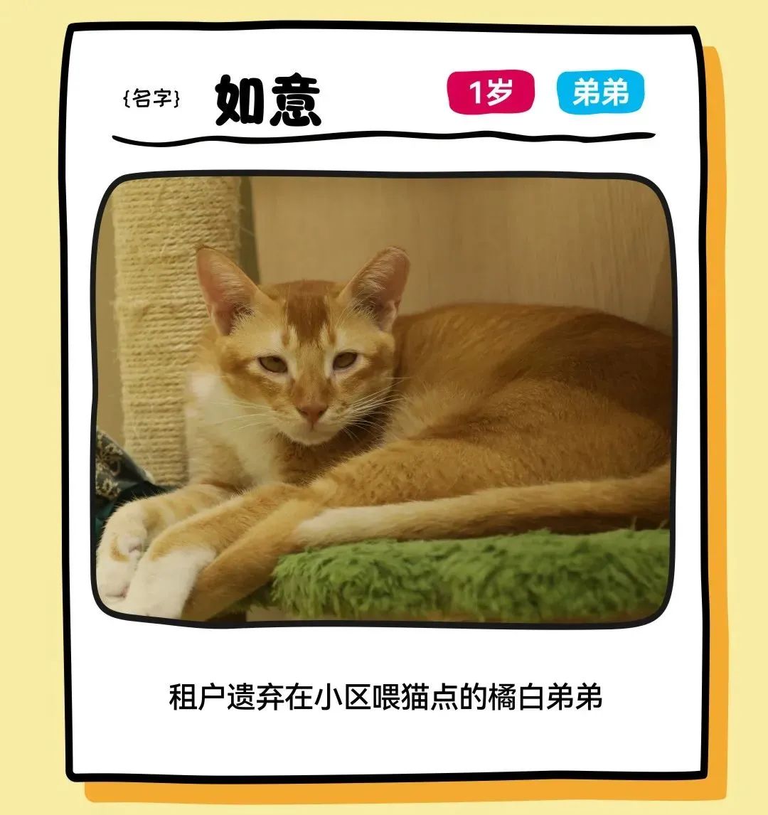 尊龙凯时 - 邓峰家的猫来啦！尊龙凯时商业开启超等V笑节5.0